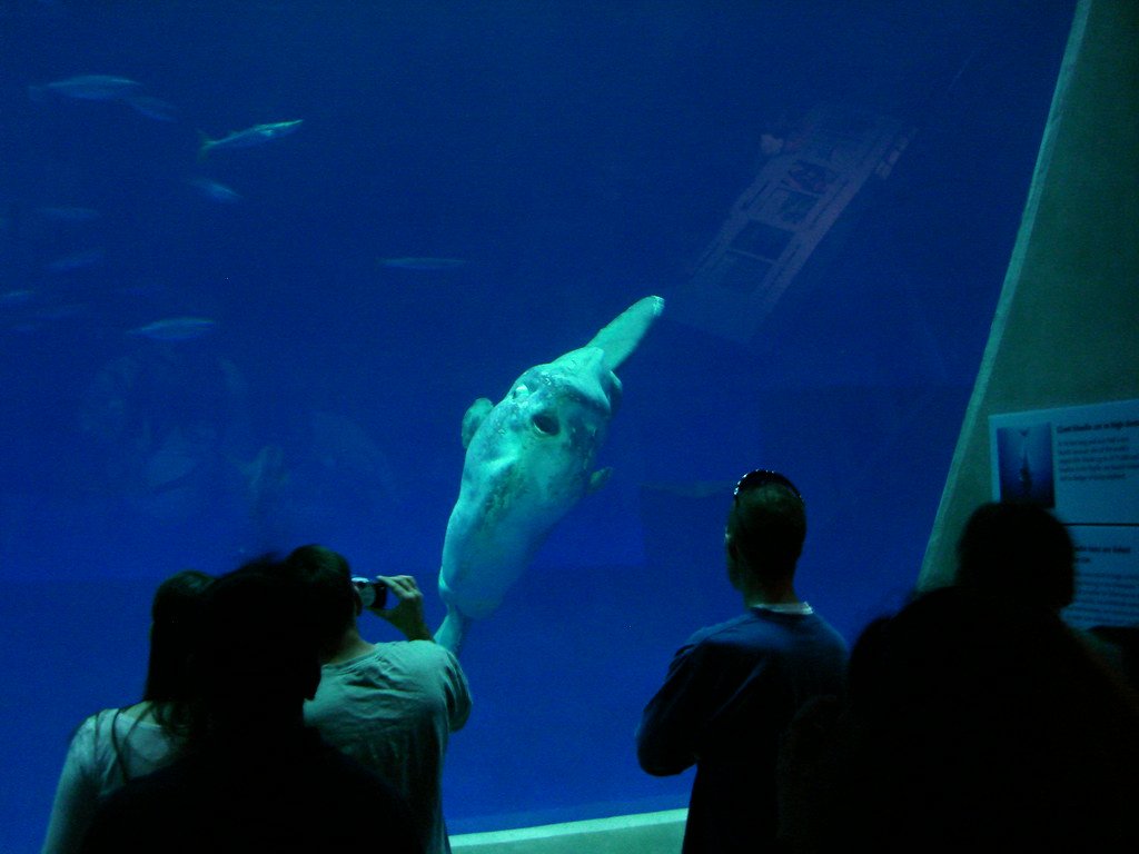 Lessons from the Swimming Pancake (image credits: flickr)