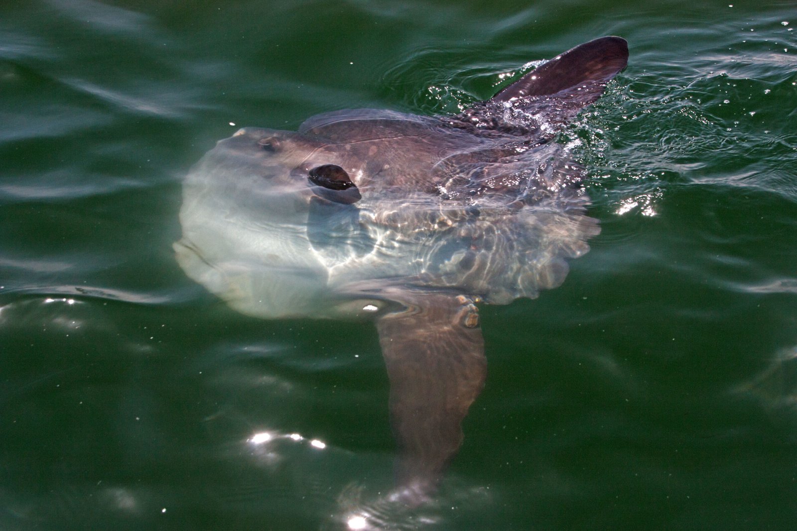 The Fish That Forgot Its Tail: Why Sunfish Look Like a Mistake
