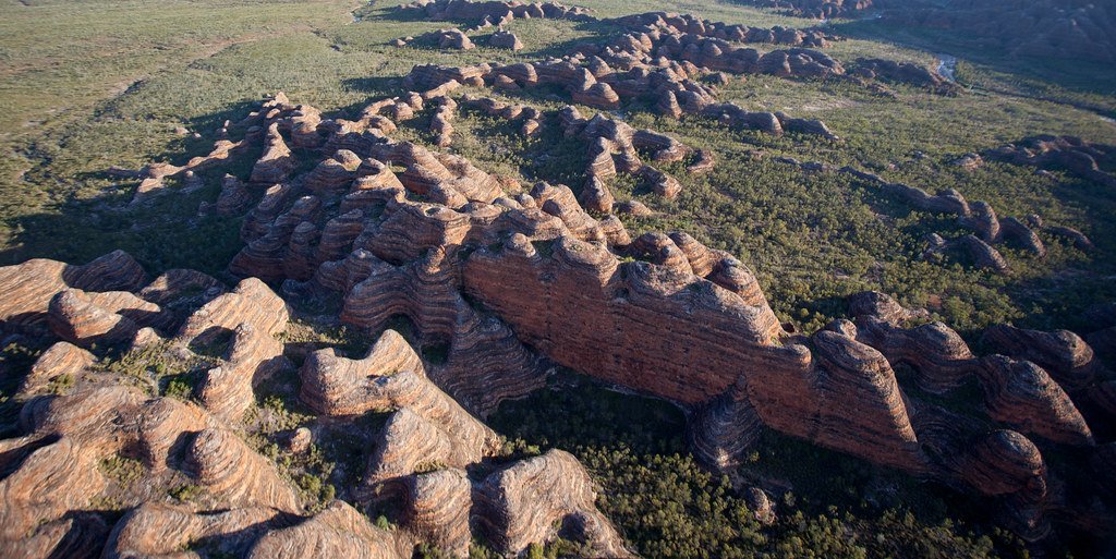 The Biological Builders Nobody Expected (image credits: flickr)