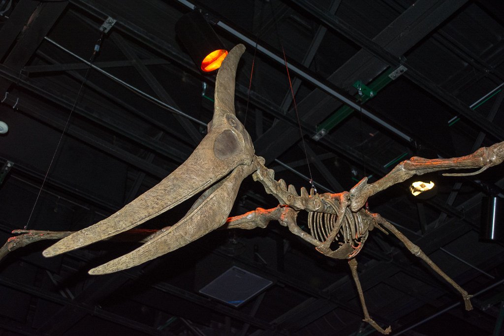 Challenges and Limitations of the Four-Limbed System (image credits: flickr)