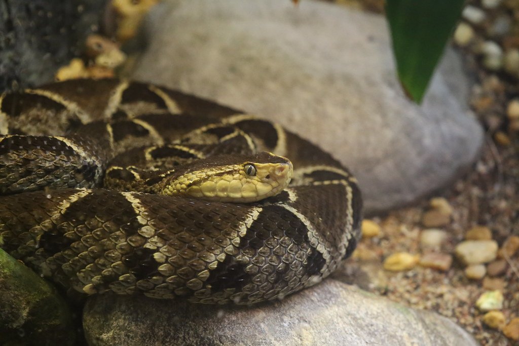 The Incredible Diversity of Snake Species (image credits: flickr)