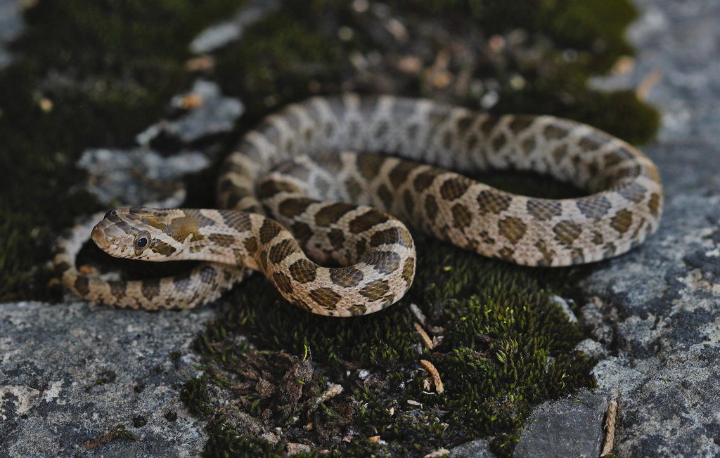 Debunking the Aggressive Predator Stereotype (image credits: flickr)
