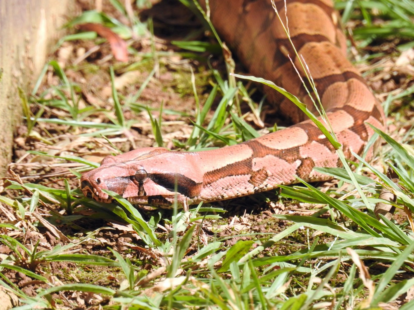 The Healing Power of Snake Venom (image credits: wikimedia)