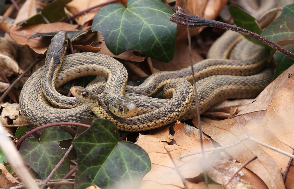 Conservation Challenges and Threats (image credits: flickr)