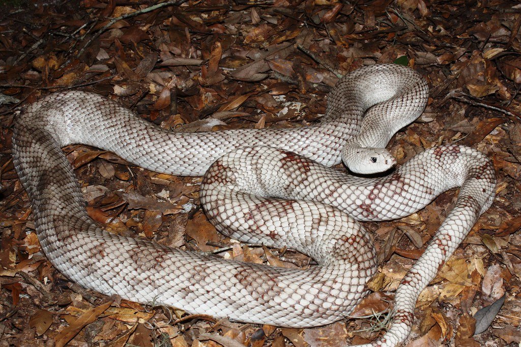 The Future of Snake Conservation (image credits: flickr)