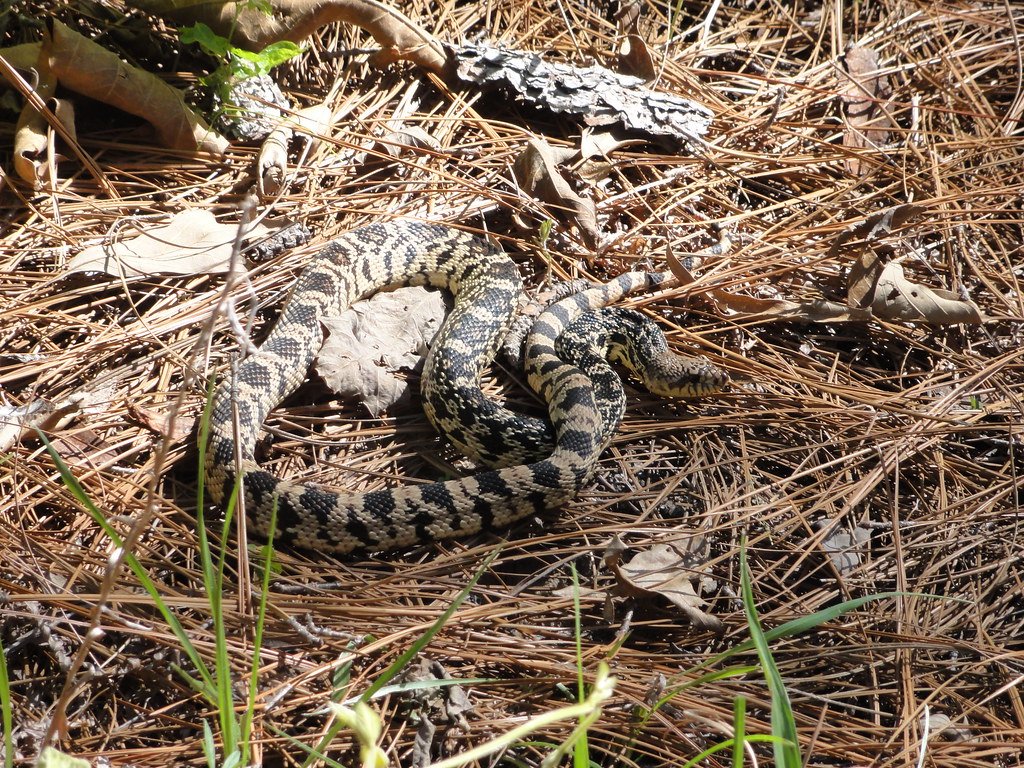 The Ripple Effects of Snake Conservation (image credits: flickr)