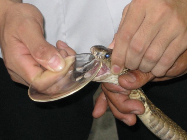 The Molecular Machinery of Snake Venom (image credits: wikimedia)