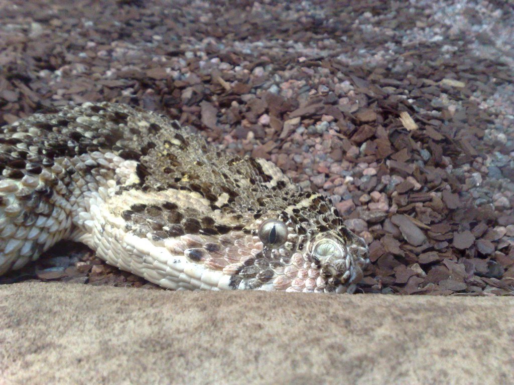 Pattern Recognition and Visual Disruption (image credits: flickr)