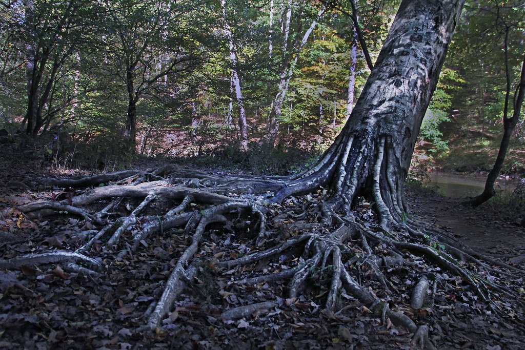 The Underground Internet of the Forest (image credits: flickr)