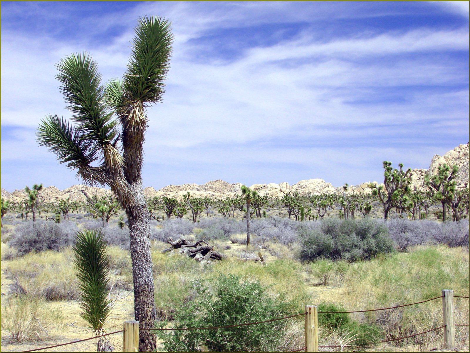 Stress Memory and Adaptive Responses (image credits: wikimedia)