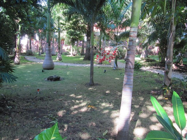 The Role of Hormones in Tree Memory (image credits: flickr)