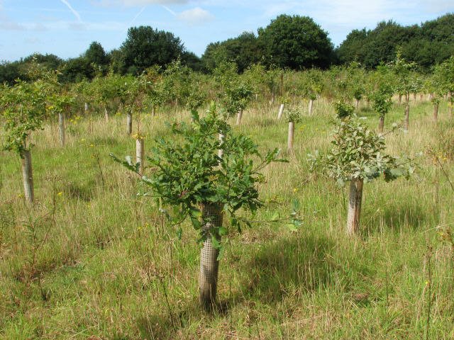 Intergenerational Memory Transfer (image credits: wikimedia)