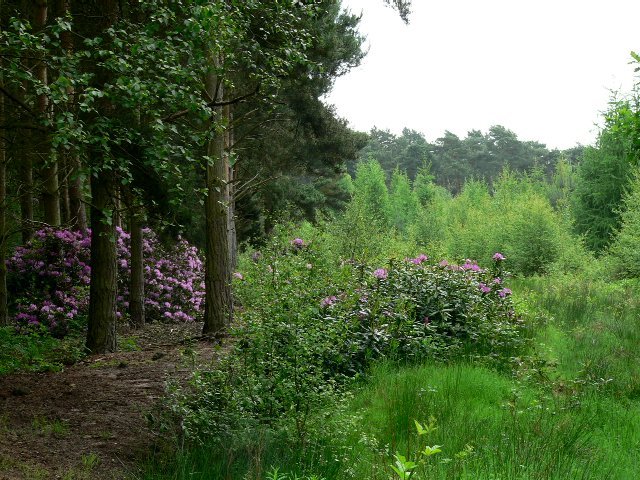 Memory Formation During Critical Periods (image credits: wikimedia)