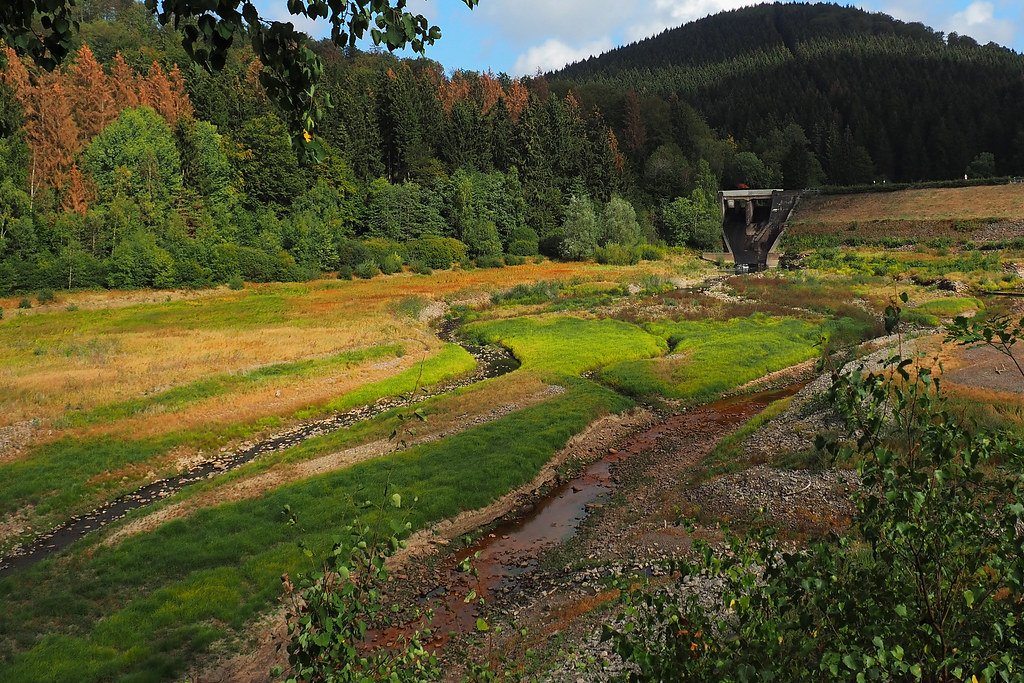 The Impact of Climate Change on Tree Memory (image credits: flickr)