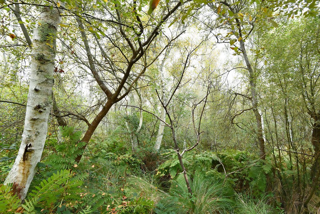 The Future of Tree Memory Research (image credits: flickr)