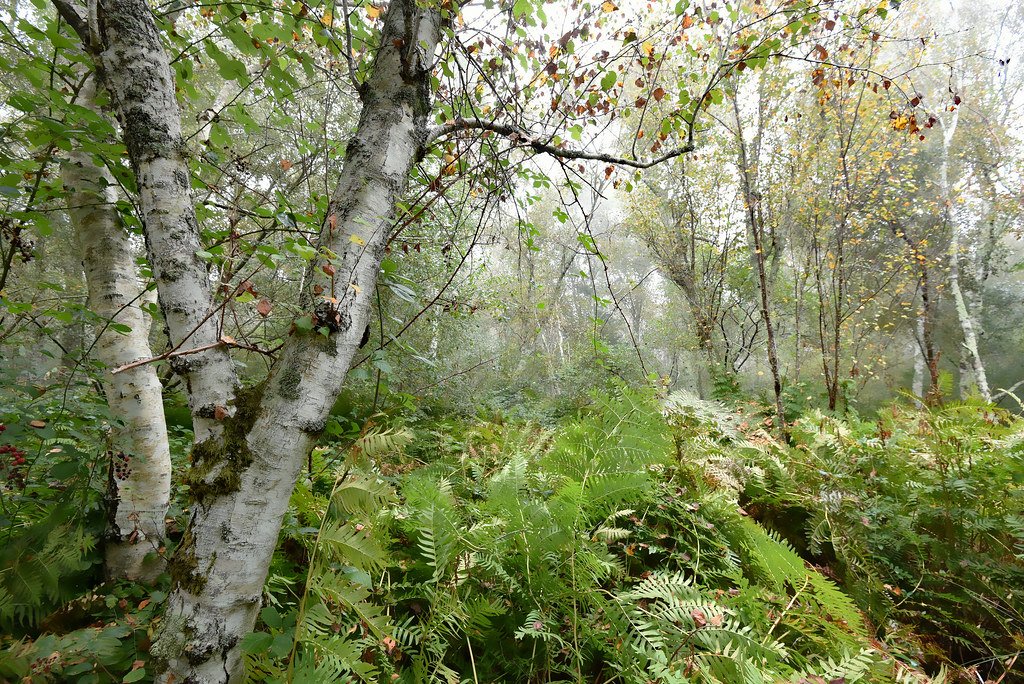 Implications for Our Relationship with Nature (image credits: flickr)