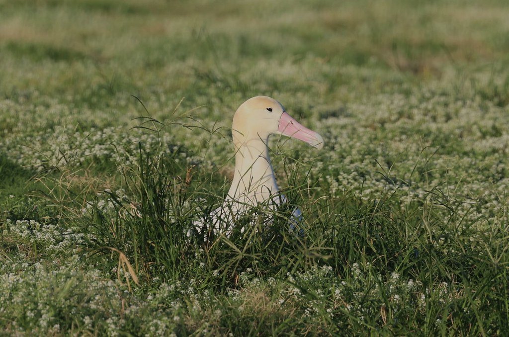 Wing Loading and the Physics of Lift (image credits: flickr)