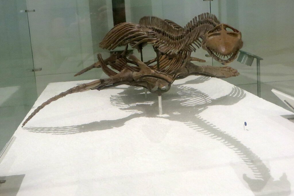 Bone Structure and Weight Distribution (image credits: flickr)