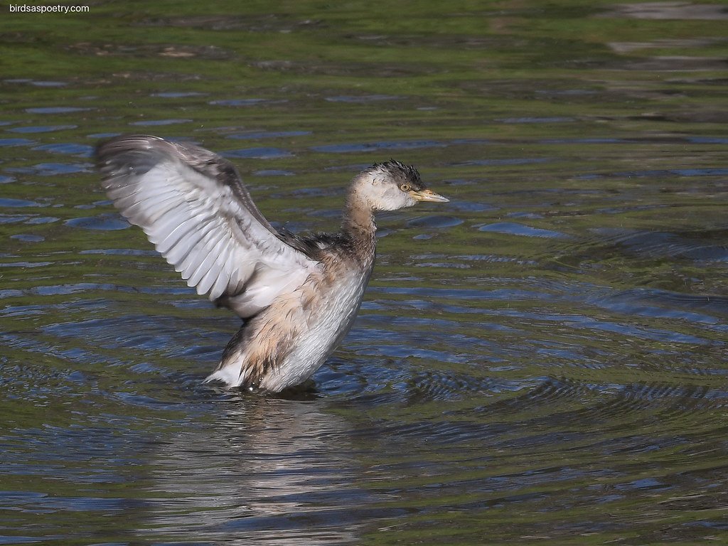 Muscle Power and Energy Requirements (image credits: flickr)