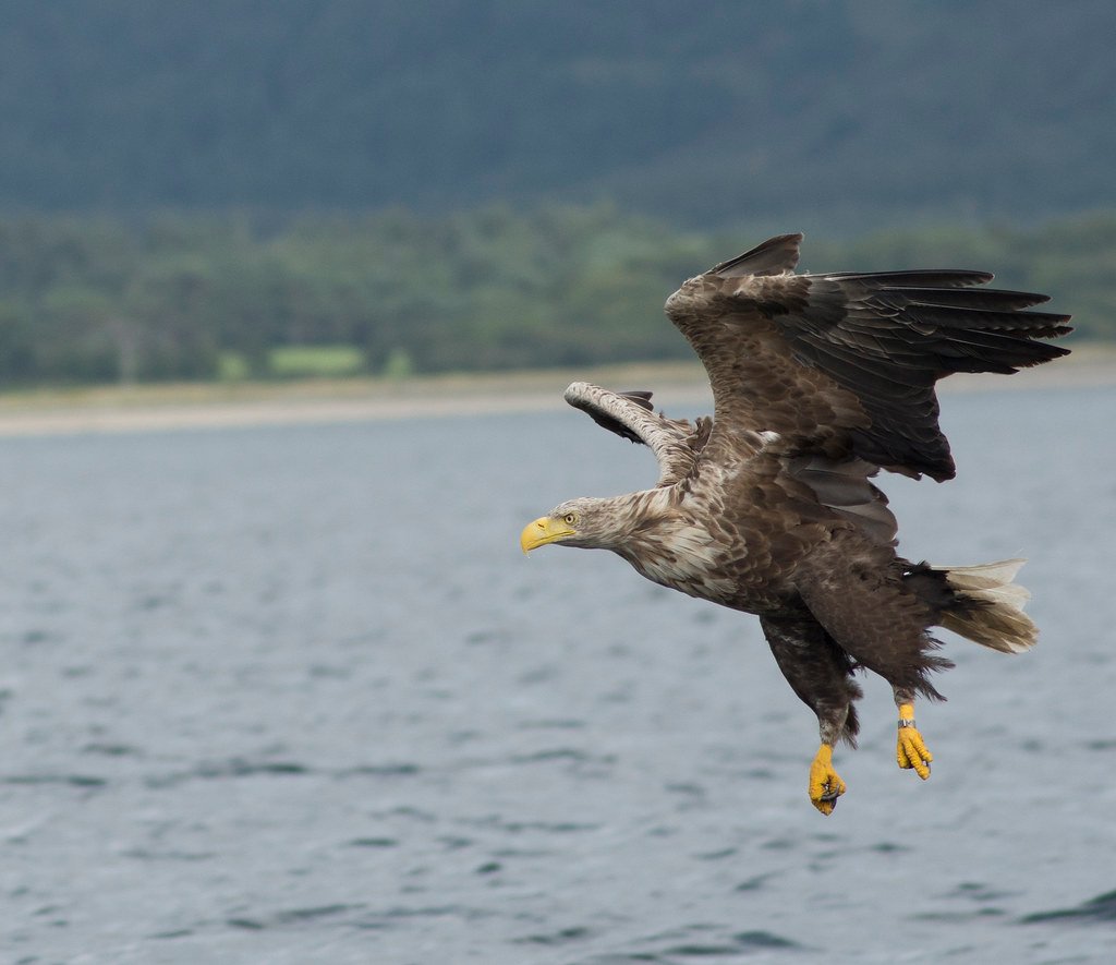 Environmental Pressures and Evolutionary Constraints (image credits: flickr)