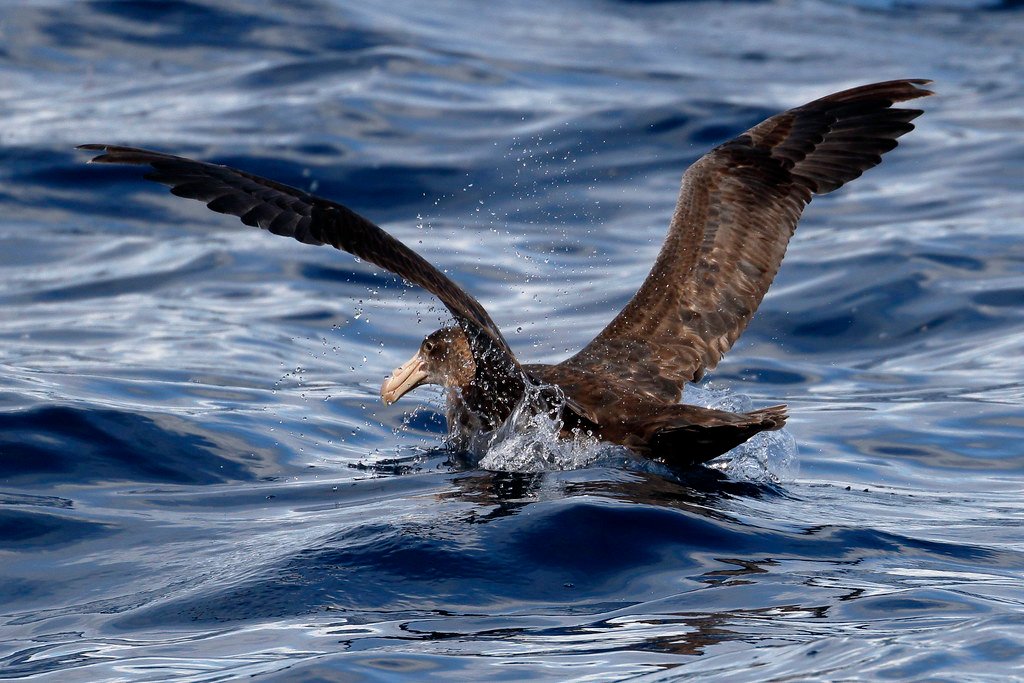 The Thermodynamics of Giant Flight (image credits: flickr)