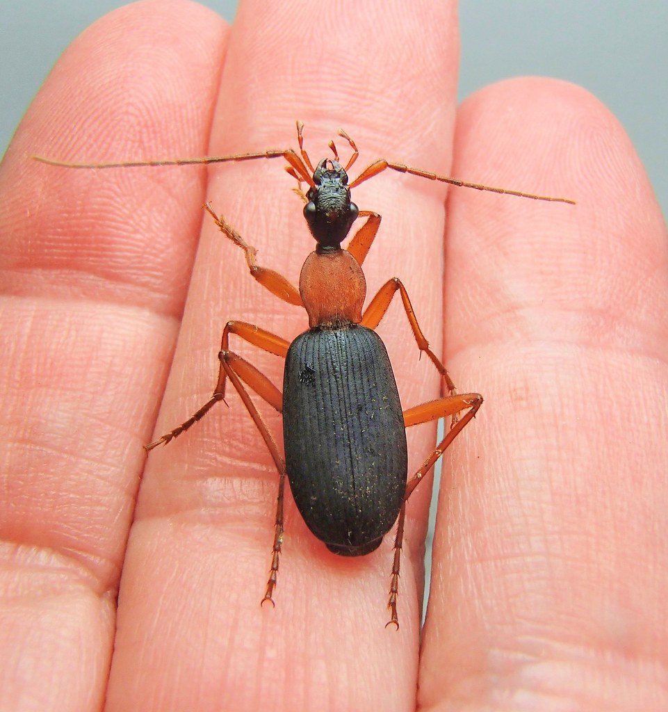 The Bombardier Beetle's Chemical Explosion (image credits: flickr)