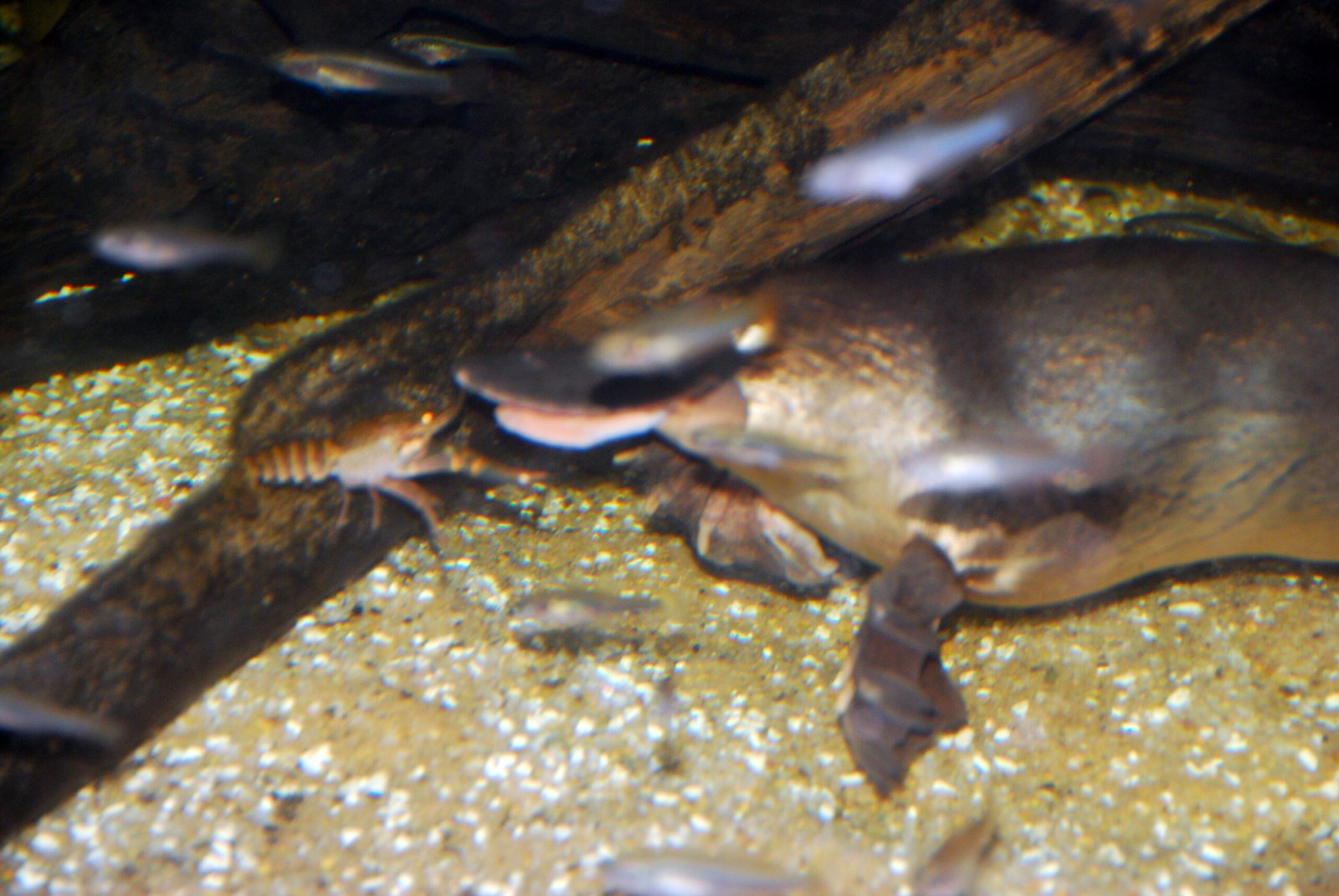 The Platypus's Venomous Spur (image credits: By robertpaulyoung, CC BY 2.0, https://commons.wikimedia.org/w/index.php?curid=5279404)