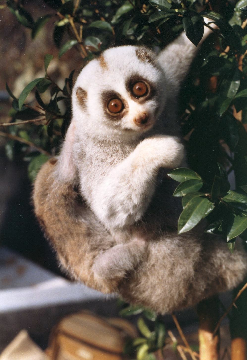 The Slow Loris's Toxic Saliva (image credits: email, CC BY-SA 3.0, https://commons.wikimedia.org/w/index.php?curid=12616339)