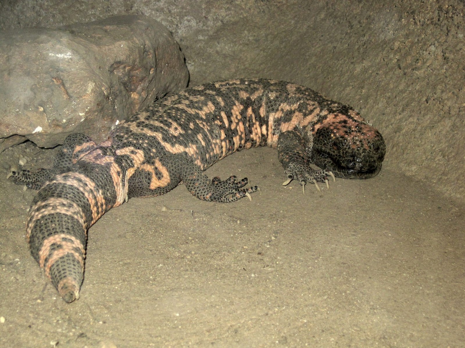 The Gila Monster's Venomous Grip (image credits: By Bj.schoenmakers, CC0, https://commons.wikimedia.org/w/index.php?curid=25335563)