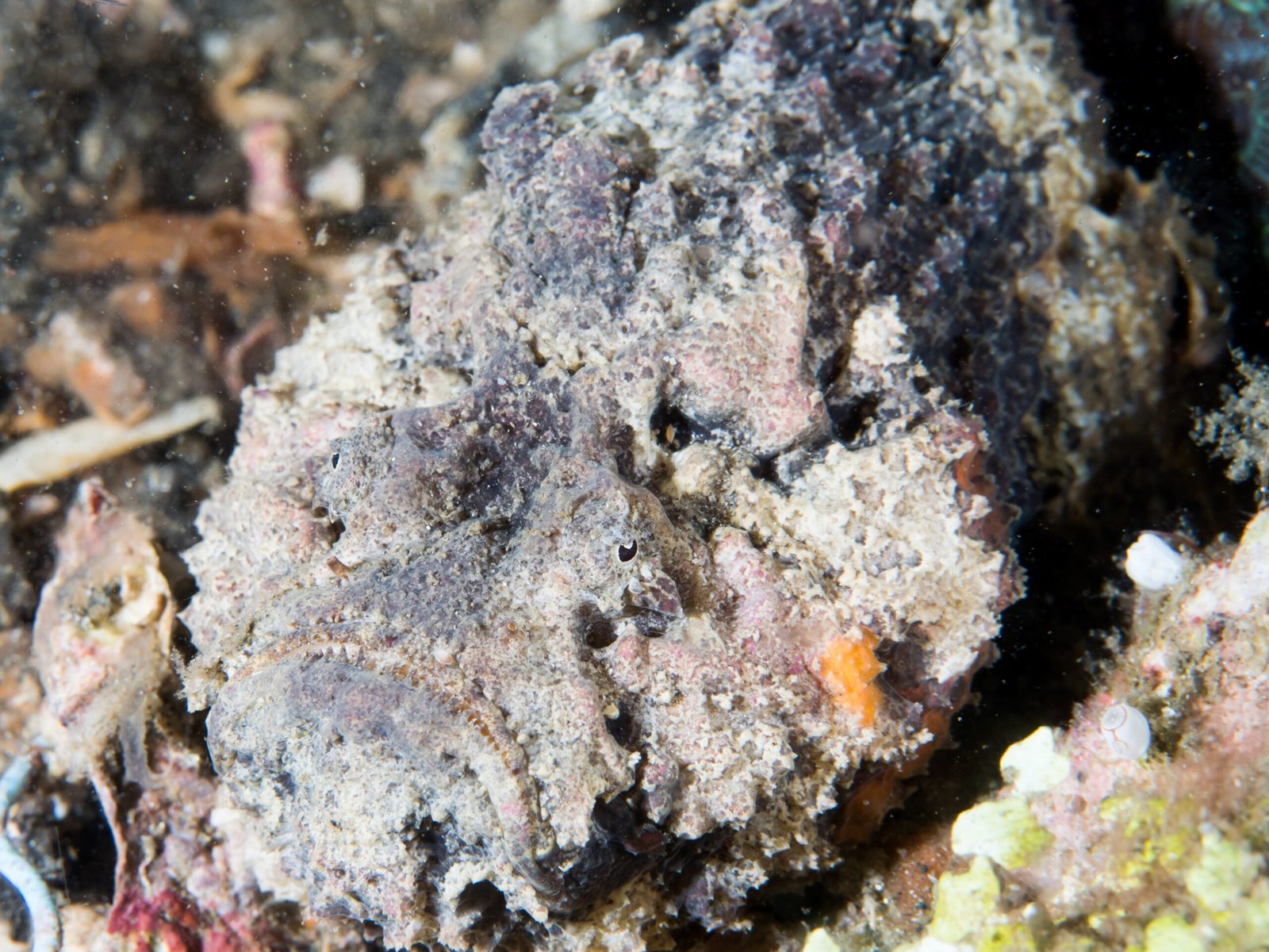 The Stonefish's Spinal Arsenal (image credits: Stonefish (Synanceia sp.), CC BY 2.0, https://commons.wikimedia.org/w/index.php?curid=76141723)