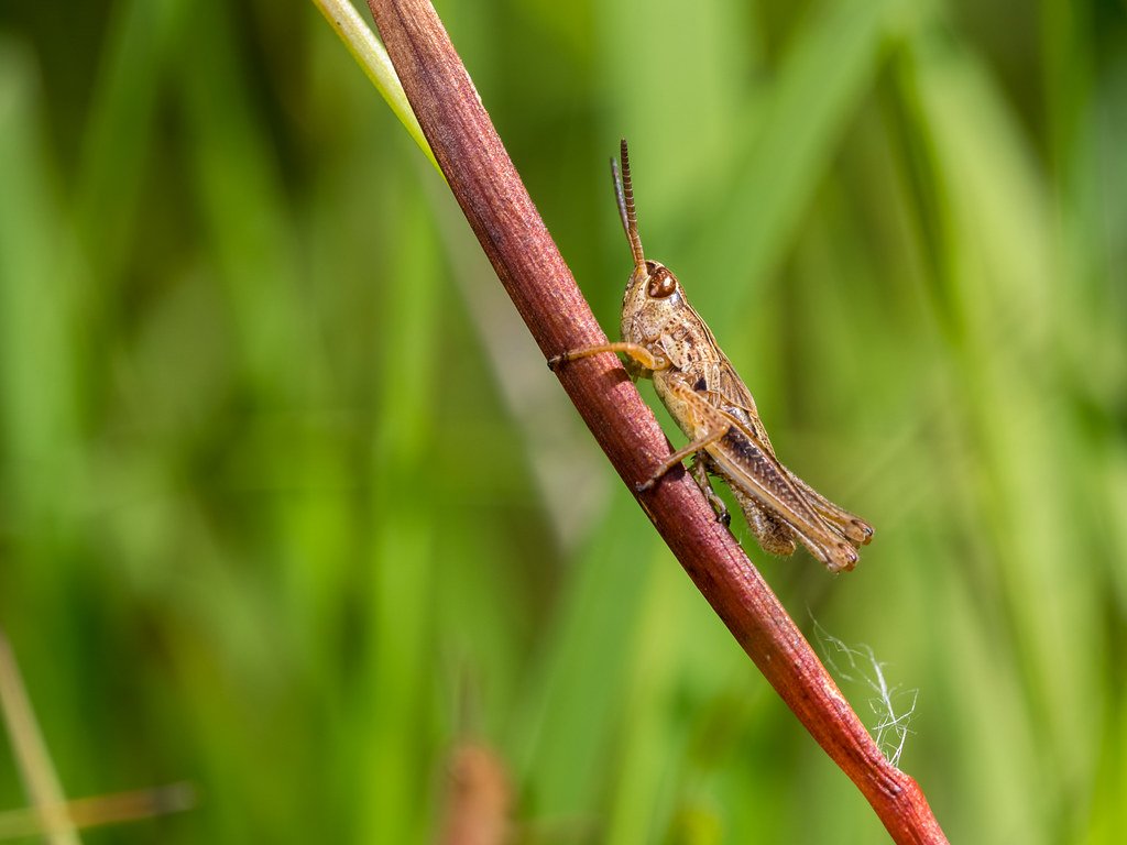 Regional Variations and Cricket Populations (image credits: flickr)