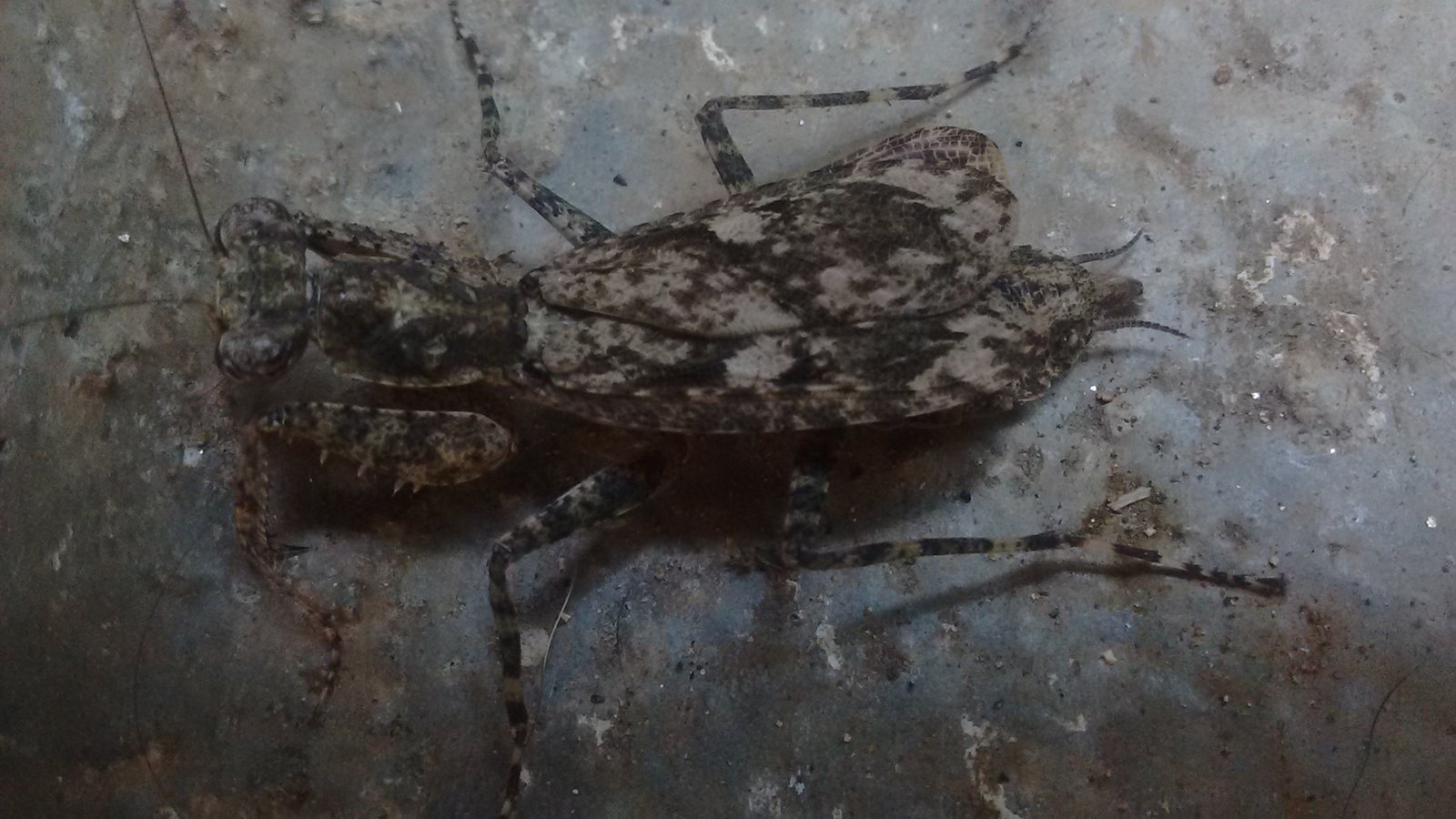 The Role of Humidity in Cricket Thermometry (image credits: wikimedia)