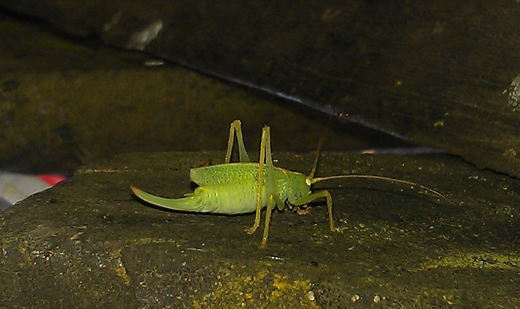 Cricket Thermometry and Climate Change Research (image credits: flickr)