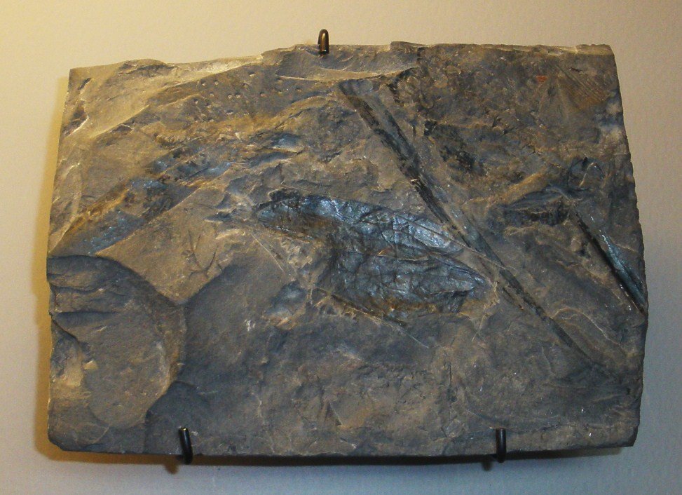 Lessons from the Age of Giants (image credits: wikimedia)