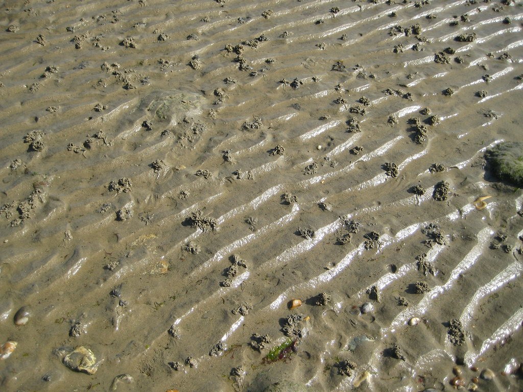 Conservation Implications (image credits: flickr)