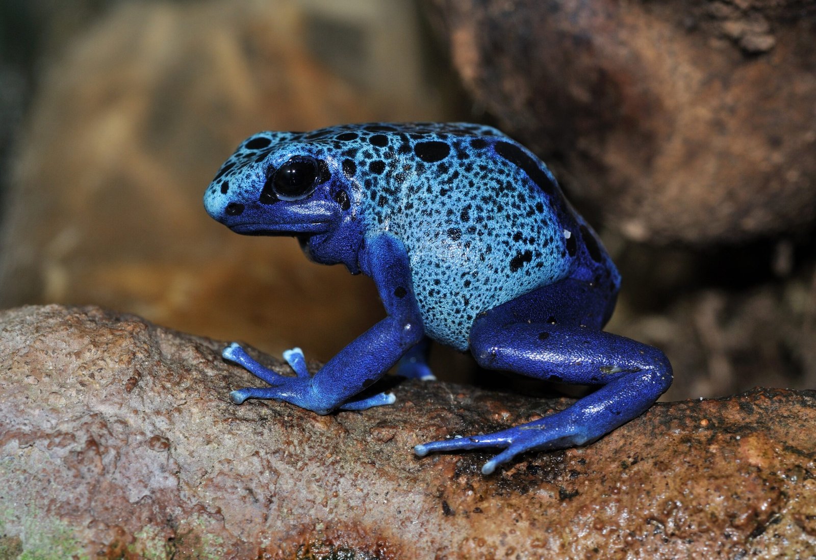 Poison Dart Frogs and Their Toxic Skin Secretions (image credits: wikimedia)