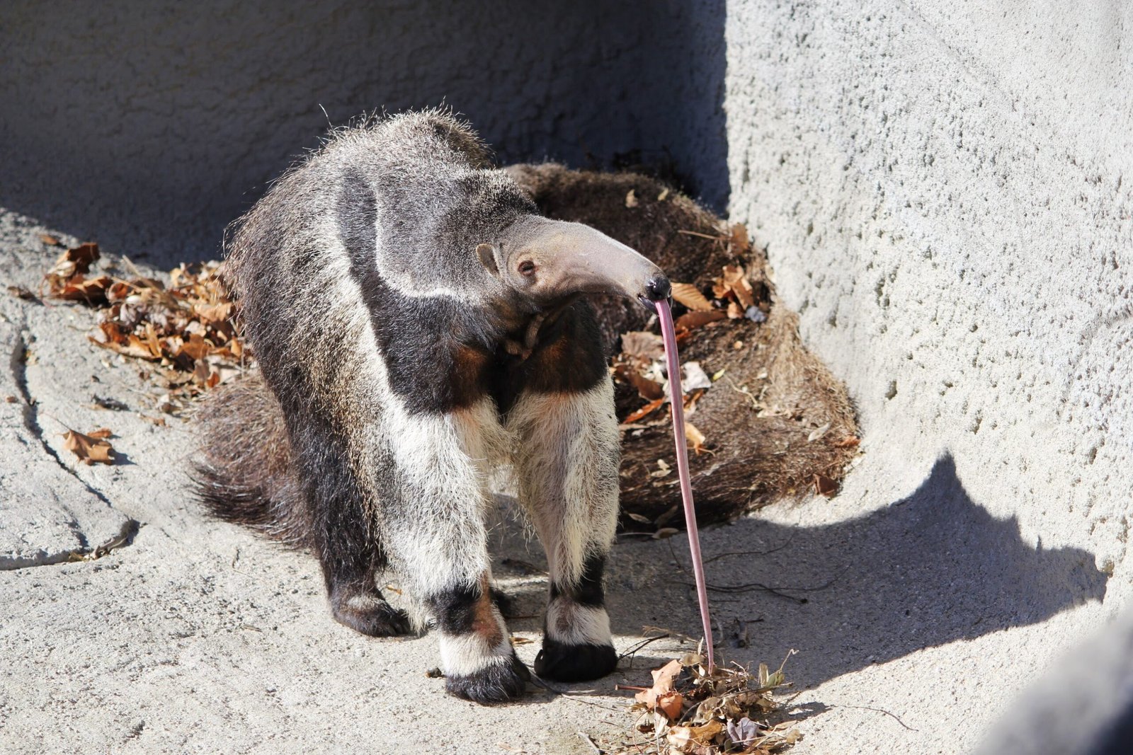 The Sticky Trap of Anteaters (image credits: wikimedia)