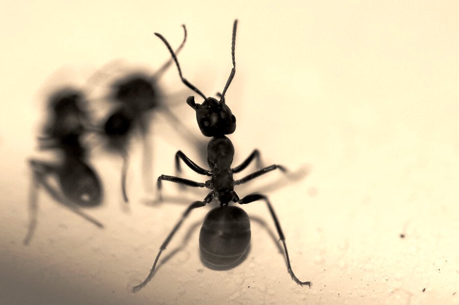 Comparative Analysis with Other Defensive Mechanisms (image credits: flickr)