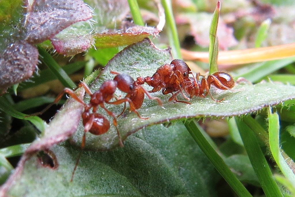 The Social Hierarchy in Action (image credits: flickr)