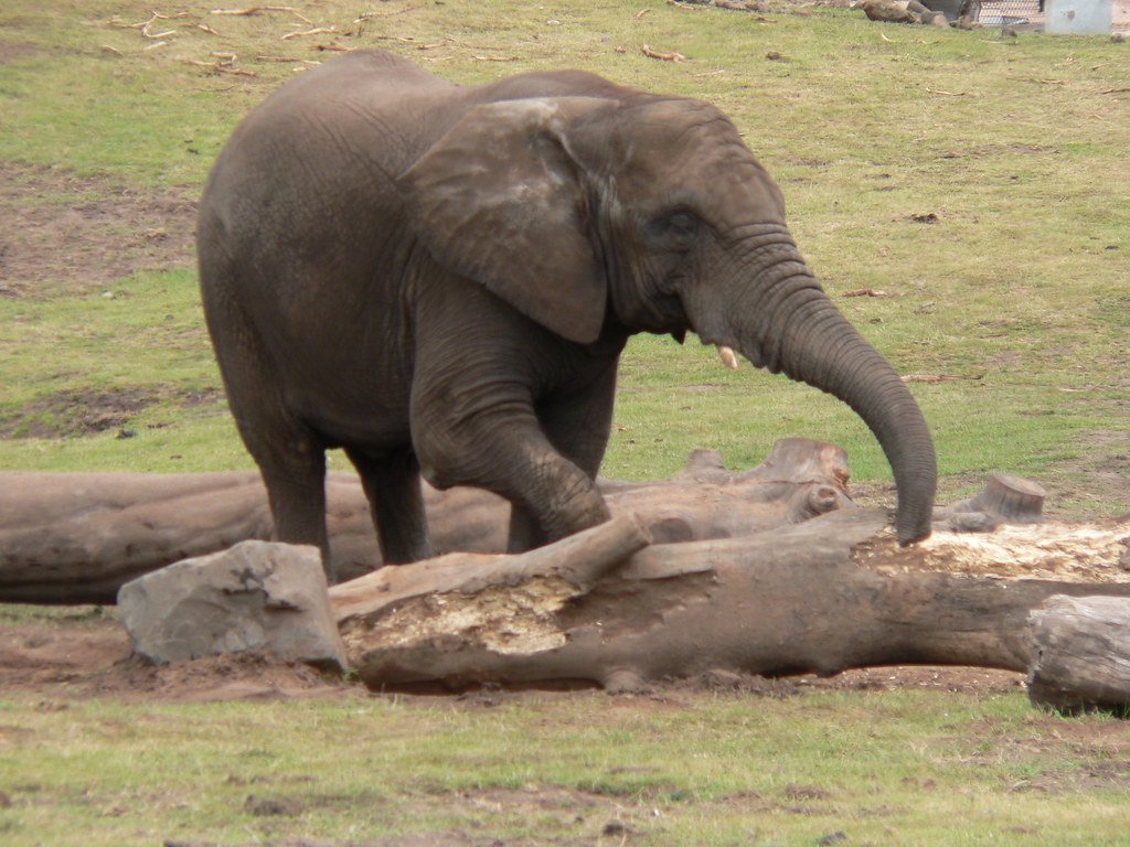 Elephants' Incredible Sense of Smell (image credits: flickr)