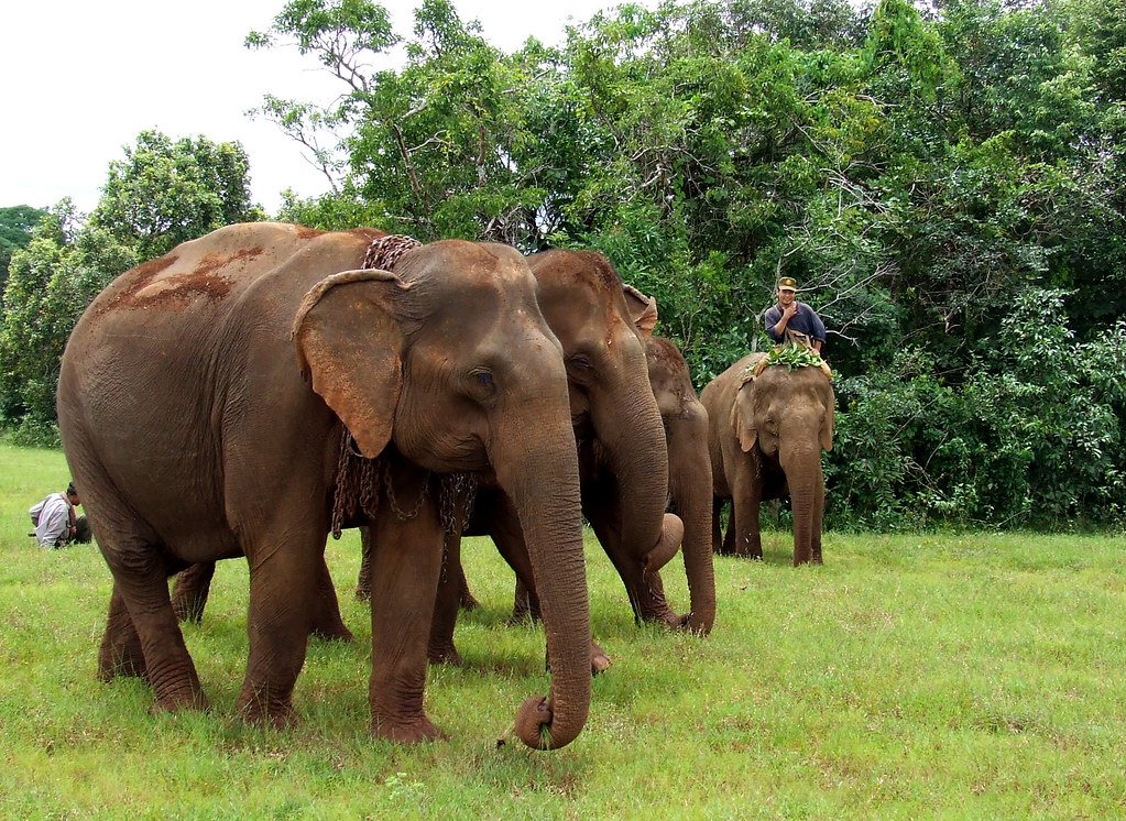 Nighttime Navigation and Elephant Intelligence (image credits: flickr)