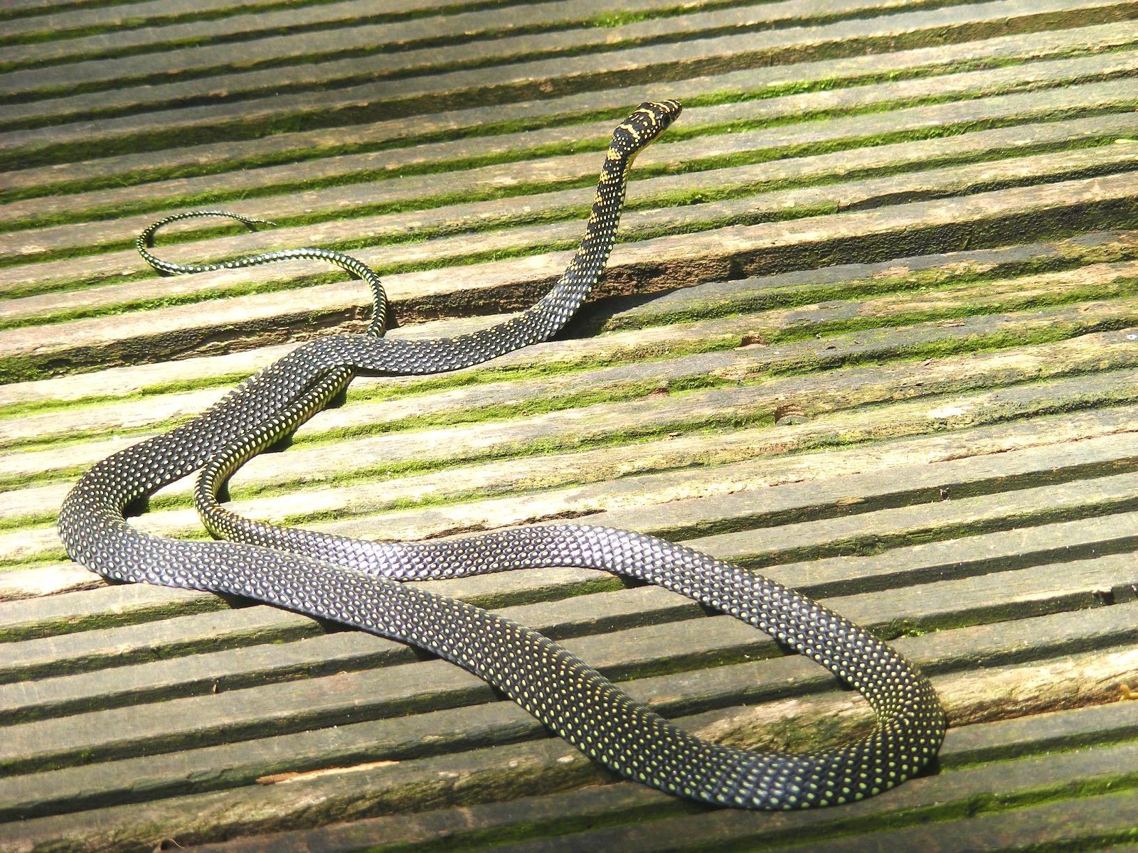 The Shocking Reality of Airborne Serpents (image credits: wikimedia)