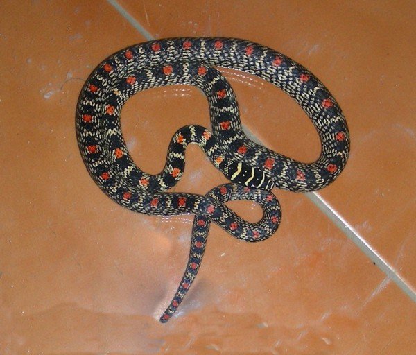 The Biomechanics of Snake Flight (image credits: wikimedia)