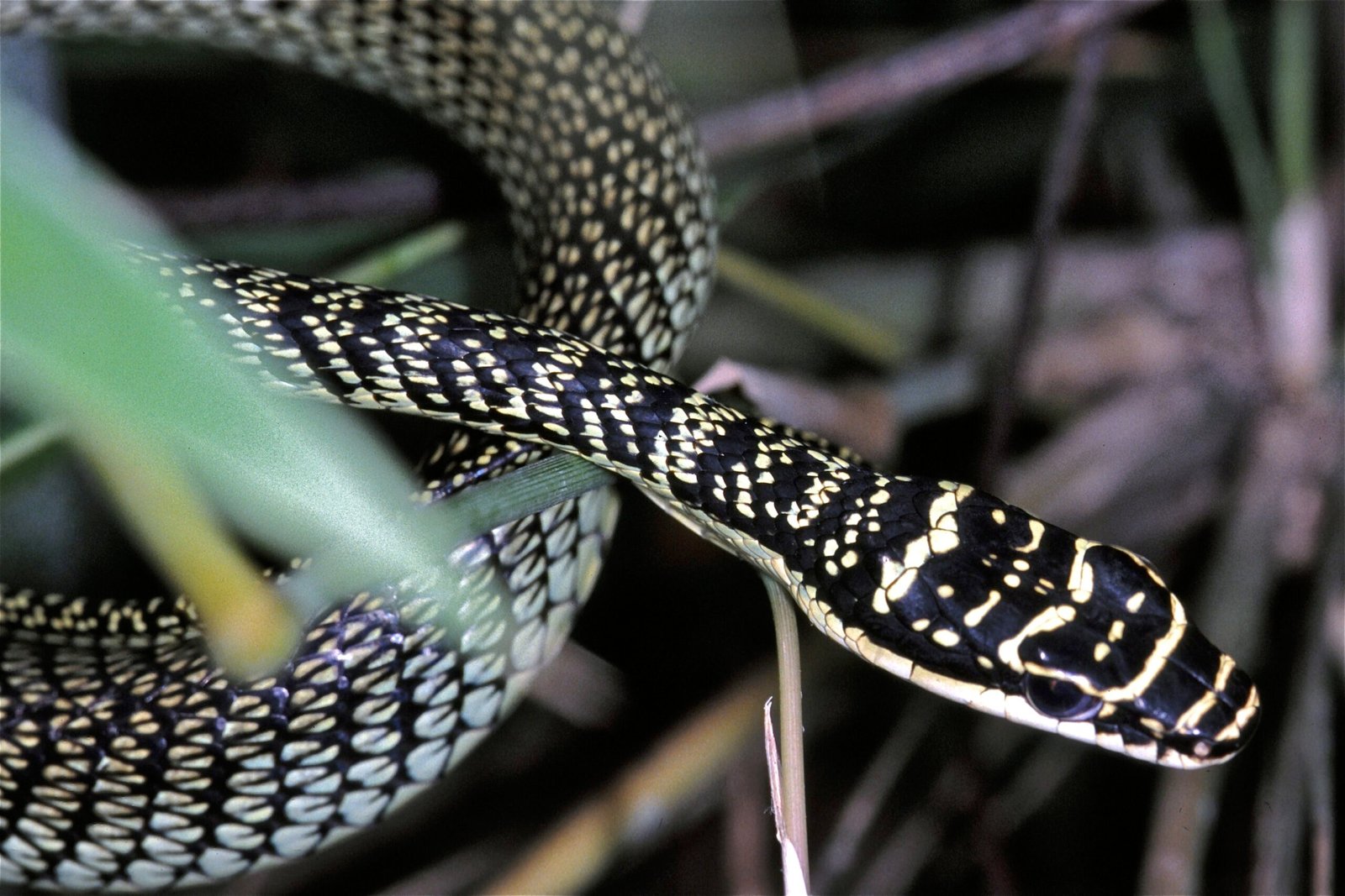 Navigation and Steering Systems (image credits: wikimedia)