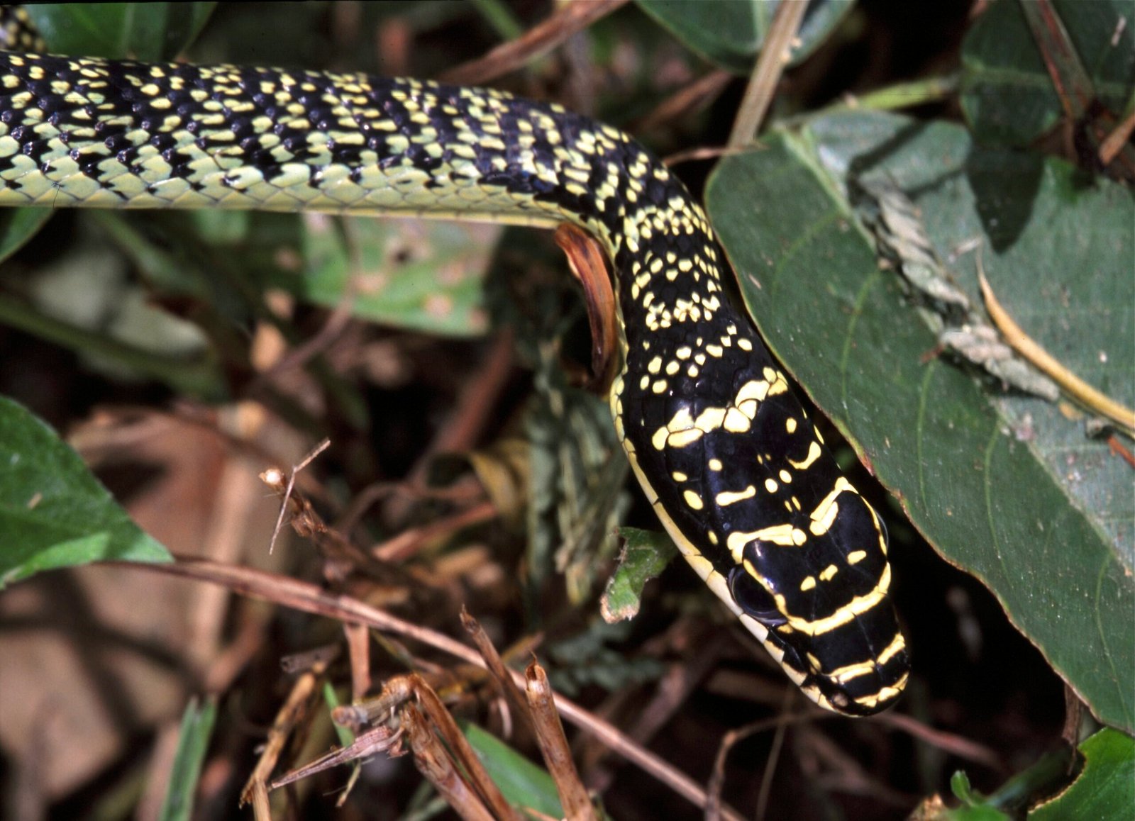 Hunting Strategies from Above (image credits: wikimedia)