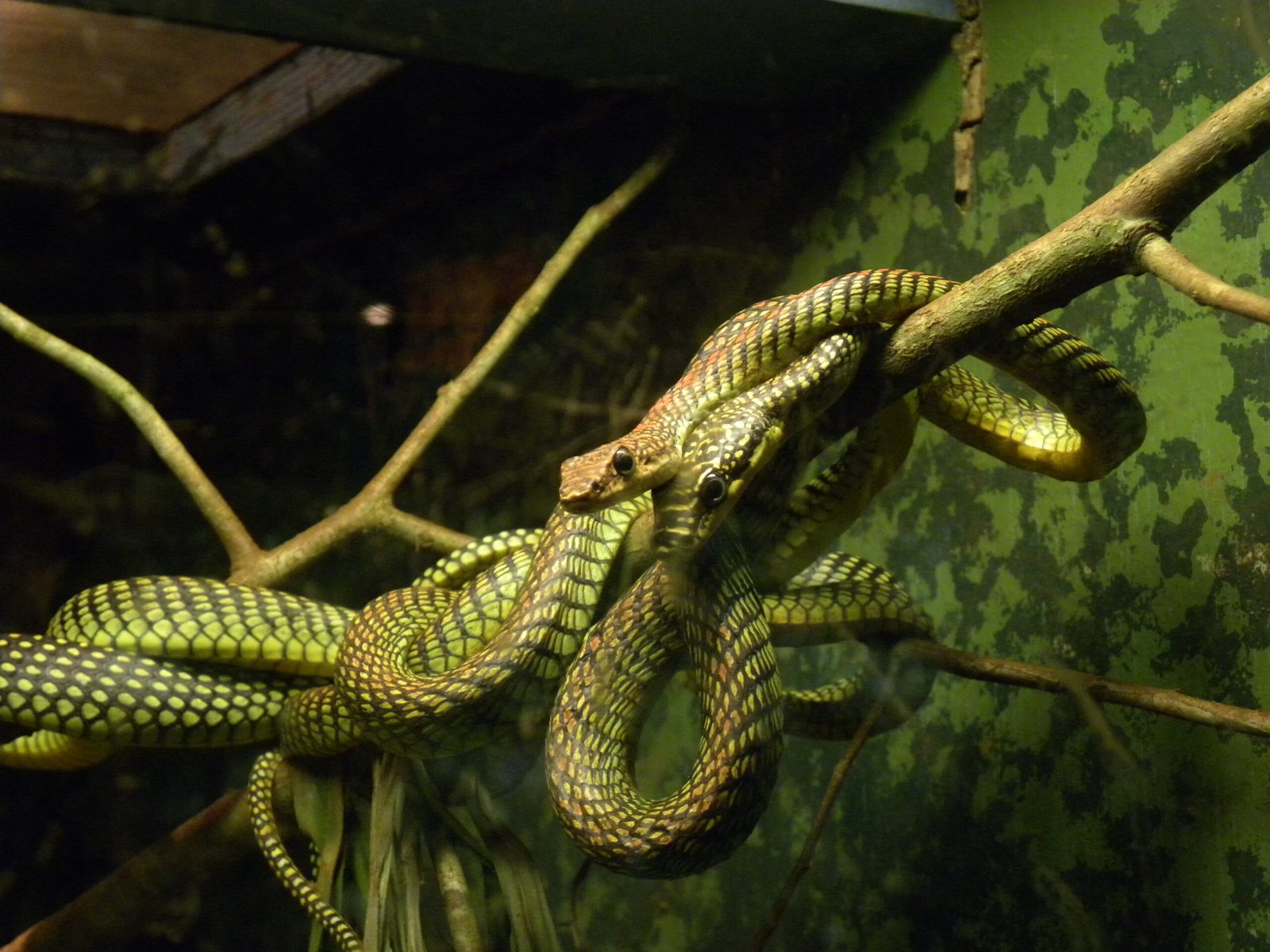 Comparing Flying Snakes to Other Gliding Animals (image credits: wikimedia)