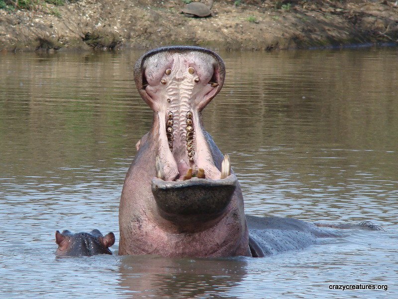 The Role of Diet (image credits: flickr)