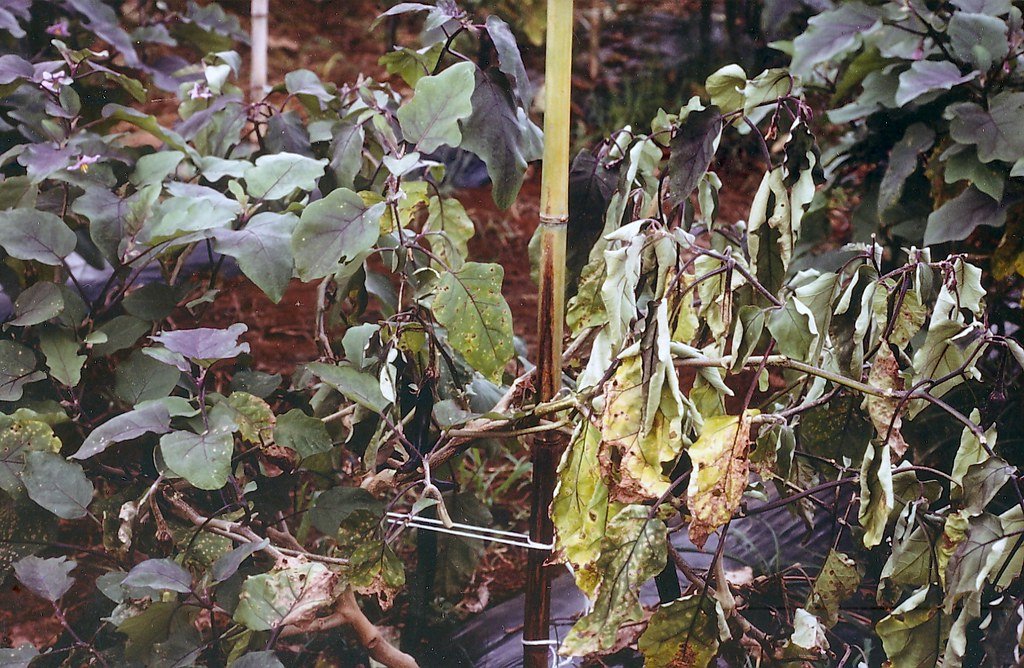 Photosynthesis Stops Dead in Its Tracks (image credits: flickr)