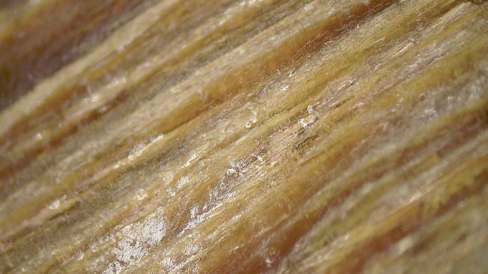 Technological Advances in Amber Paleontology (image credits: wikimedia)