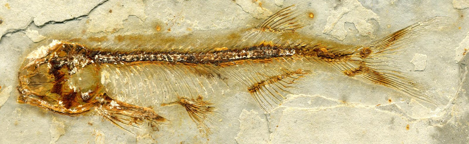 A Legacy Written in Amber (image credits: wikimedia)